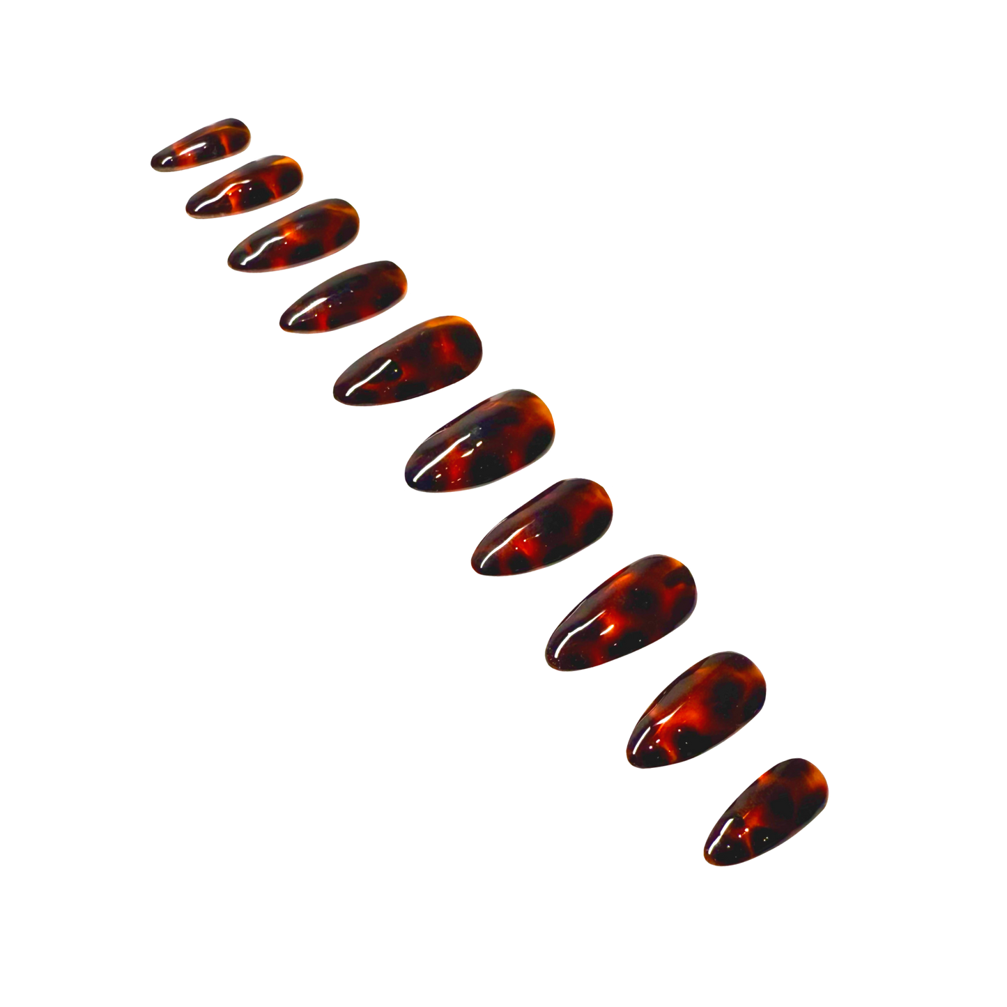 Glass Tortoise